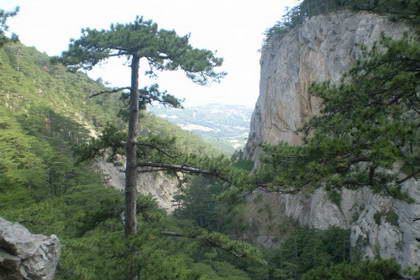 Ялтинский горно-лесной заповедник